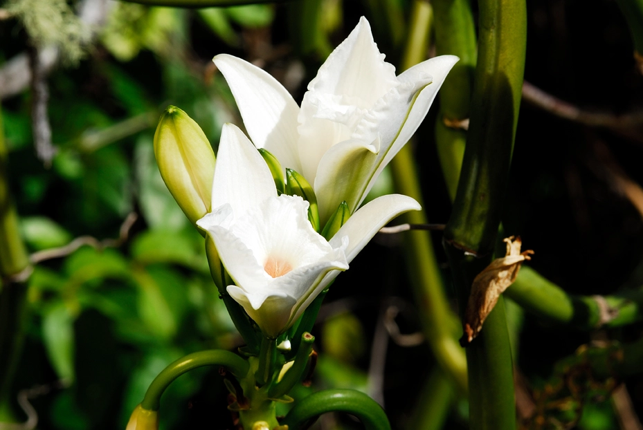 Spice Garden Tour