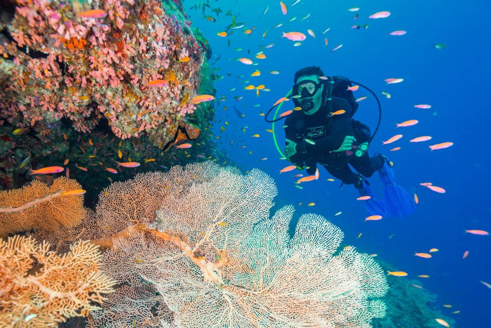 Diving in Seychelles